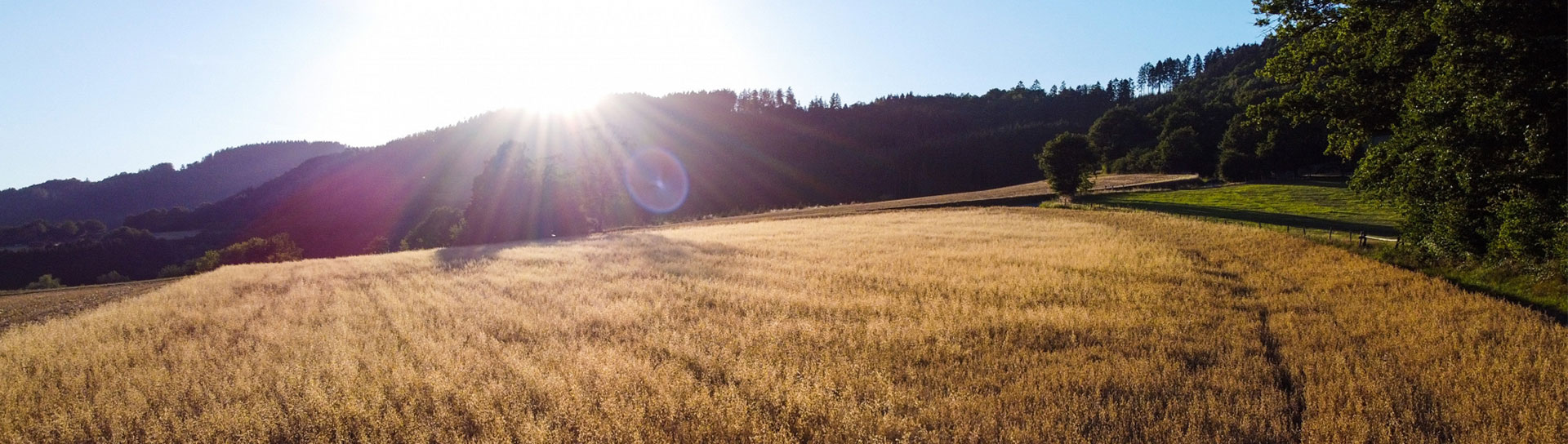 Feld